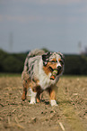 walking Miniature Australian Shepherd