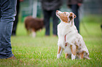 Miniature Australian Shepherd at Agility