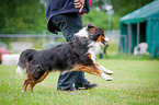 Miniature Australian Shepherd at Agility