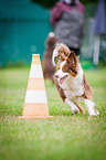 Miniature Australian Shepherd at Agility