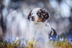 young Miniature Australian Shepherd