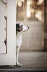 young Miniature Australian Shepherd