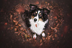 sitting Miniatur Australian Shepherd