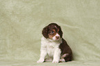 sitting Miniature Australian Shepherd Puppy