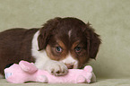lying Miniature Australian Shepherd Puppy