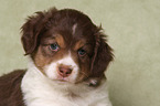 Miniature Australian Shepherd Puppy portrait