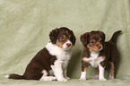 Miniature Australian Shepherd Puppies