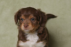 Miniature Australian Shepherd Puppy