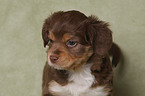 Miniature Australian Shepherd Puppy