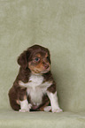 sitting Miniature Australian Shepherd Puppy