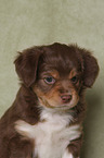 Miniature Australian Shepherd Puppy portrait