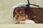 lying Miniature Australian Shepherd Puppy