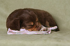 lying Miniature Australian Shepherd Puppy