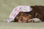 lying Miniature Australian Shepherd Puppy