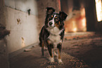 Miniature Australian Shepherd
