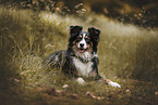 Miniature Australian Shepherd