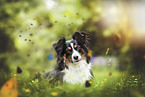 Miniature Australian Shepherd