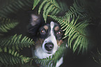 Miniature Australian Shepherd Portrait