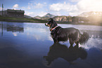 Miniature Australian Shepherd