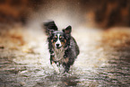 running Miniature Australian Shepherd