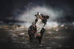 Miniature Australian Shepherd