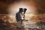 Miniature Australian Shepherd
