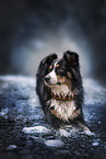 Miniature Australian Shepherd