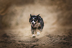 running Miniature Australian Shepherd
