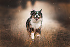 running Miniature Australian Shepherd