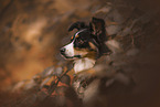 Miniature Australian Shepherd Portrait