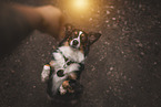 Miniature Australian Shepherd