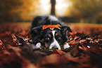 Miniature Australian Shepherd