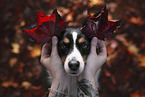 Miniature Australian Shepherd Portrait