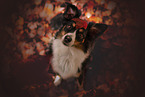 Miniature Australian Shepherd