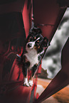 Miniature Australian Shepherd
