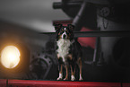 Miniature Australian Shepherd
