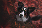 Miniature Australian Shepherd