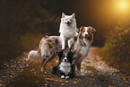 dogs