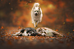 dogs