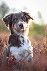 Miniature Australian Shepherd portrait