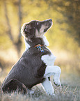 sitting Miniature Australian Shepherd
