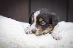 Miniature Australian Shepherd Puppy on sheepskin