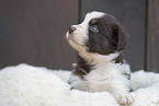 Miniature Australian Shepherd Puppy on sheepskin