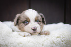 Miniature Australian Shepherd Puppy on sheepskin