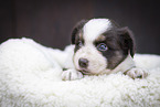 Miniature Australian Shepherd Puppy on sheepskin