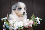 Miniature Australian Shepherd Puppy in a basket