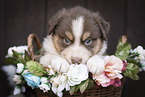 Miniature Australian Shepherd Puppy in a basket