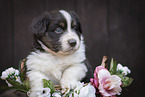 Miniature Australian Shepherd Puppy in a basket
