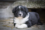lying Miniature Australian Shepherd Puppy