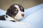 Miniature Australian Shepherd Puppy